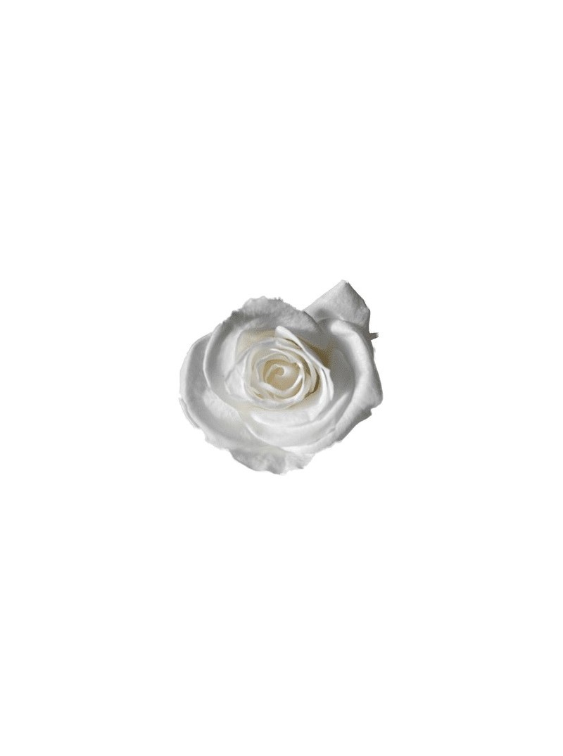 Rose stabilisée Blanche XS 4cm par 12
