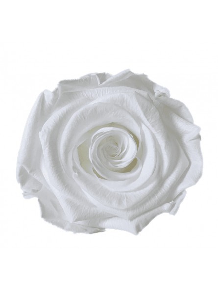 La pureté d'une rose éternelle blanche
