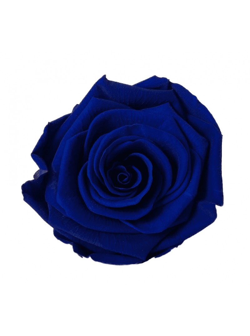 https://unikpro.fr/39-full_default/rose-stabilisee-bleu-royal-m.jpg