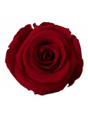Notre gamme classique de roses éternelles cultivées en équateur. Parfaites pour vos compositions florales, vos loisirs créatifs.